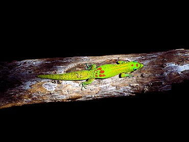 Gecko gold dust day gecko (Phelsuma laticauda), Hawaii, USA