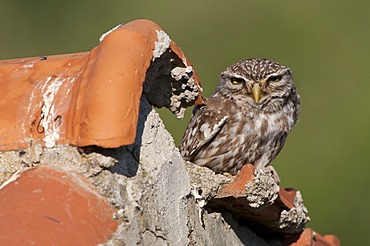 Little owl (Athene noctua)