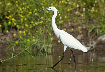 Little Egret (Egretta garzetta)