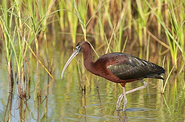 Glossy Ibis (Plegadis falcinellus)