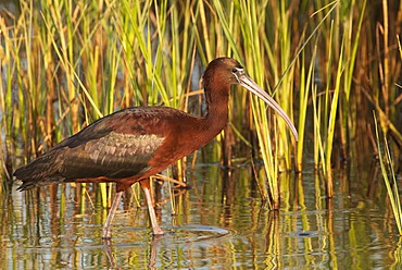 Glossy Ibis (Plegadis falcinellus)