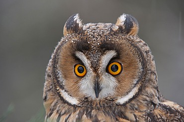 Long-eared Owl (Asio otus)