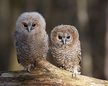 Tawny owls (Strix aluco)