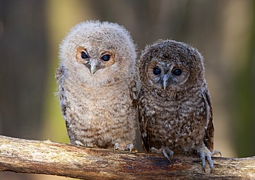 Tawny owls (Strix aluco)