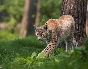 Northern Lynx (Lynx lynx)