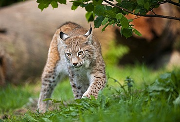 Northern Lynx (Lynx lynx)