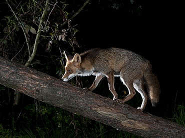 Red fox (Vulpes vulpes)