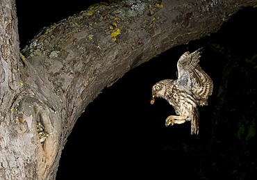 Little Owl (Athene noctua) approaching nesting hole with prey, Bitburg, Rhineland-Palatinate, Germany, Europe