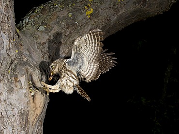 Little Owl (Athene noctua) approaching nesting hole with prey, Bitburg, Rhineland-Palatinate, Germany, Europe