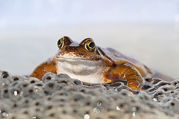 Common Frog (Rana temporaria), spawning, Daun, Eifel, Rhineland-Palatinate, Germany, Europe