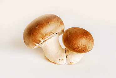 Brown mushrooms