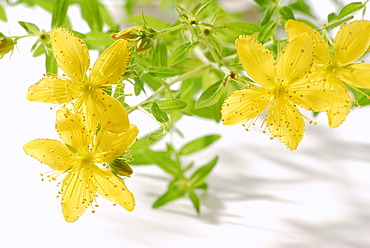 St. John's, Tipton's Weed, Chase-devil or Klamath weed (Hypericum perforatum), medicinal plant