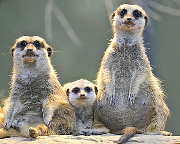 Meerkats (Suricata Suricatta), family, one young