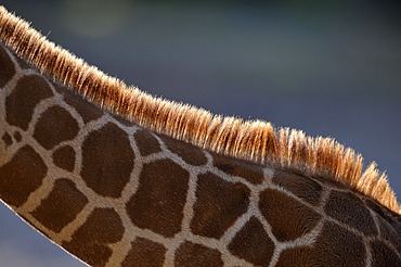 Somali Giraffe (Giraffa camelopardalis reticulata), juvenile, mane with backlighting