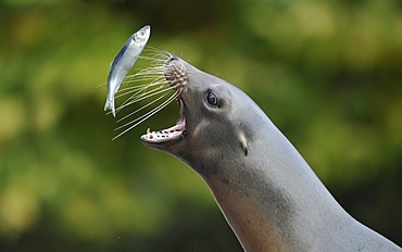 California sea lion (Zalophus californianus), female catching herring