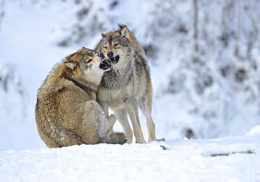 Mackenzie valley wolves, Canadian timber wolves (Canis lupus occidentalis), young wolves playing in the snow