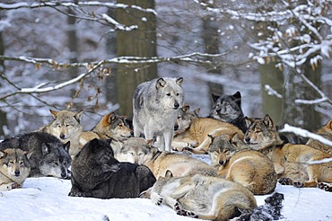 Mackenzie valley wolves, Canadian timber wolves (Canis lupus occidentalis), female leader of the pack among the wolf pack in the snow