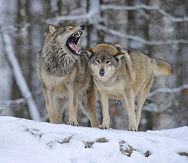 Mackenzie valley wolves, canadian timber wolves (Canis lupus occidentalis), young wolves, hierarchy fights, biting