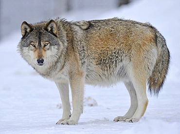 Mackenzie valley wolf, Canadian timber wolf (Canis lupus occidentalis) in the snow