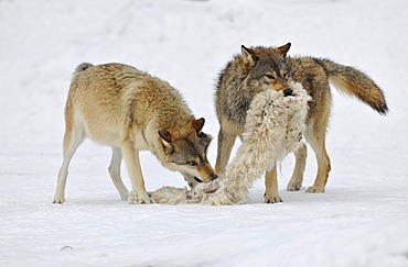 Mackenzie valley wolves, canadian timber wolves (Canis lupus occidentalis), two wolves in the snow, playing with a sheepskin