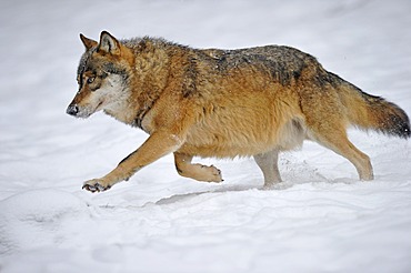 Mackenzie valley wolf, Canadian timber wolf (Canis lupus occidentalis) running in the snow