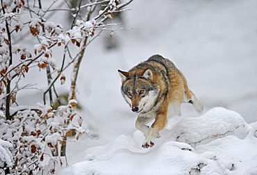 Mackenzie valley wolf, Canadian timber wolf (Canis lupus occidentalis) jumping in the snow