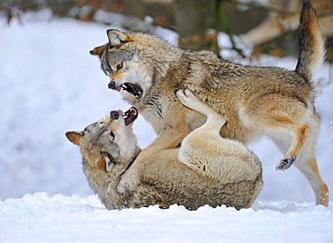 Mackenzie-Wolves, Eastern wolf, Canadian wolf (Canis lupus occidentalis) in snow, fight for social ranking