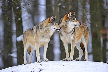 Mackenzie Wolves, Eastern wolf, Canadian wolf (Canis lupus occidentalis) in snow, on guard