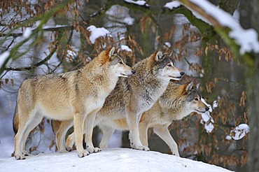 Mackenzie Wolves, Eastern wolf, Canadian wolf (Canis lupus occidentalis) in snow, on guard