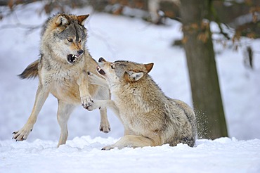 Mackenzie Valley Wolves, Canadian Timber Wolves (Canis lupus occidentalis), in the snow, fight for rank order