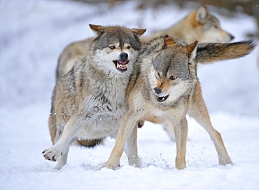 Mackenzie Valley Wolves, Canadian Timber Wolves (Canis lupus occidentalis), in the snow, fight for rank order