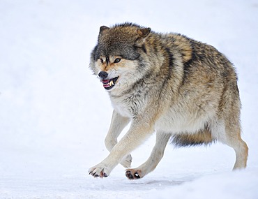 Mackenzie Wolf, Eastern wolf, Canadian wolf (Canis lupus occidentalis) in the snow, omega wolf not accepting lower rank, baring teeth, aggressive