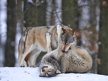 Mackenzie Valley Wolves, Canadian Timber Wolves (Canis lupus occidentalis), young playing in the snow