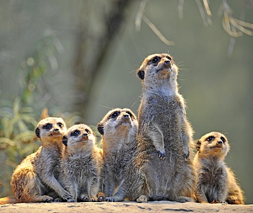 Meerkats (Suricata suricatta), family with young