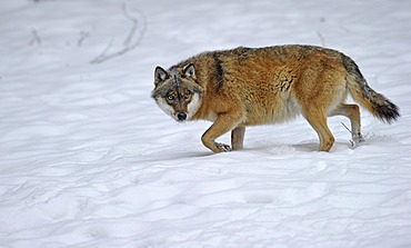 Mackenzie Valley Wolf, Canadian Timberwolf (Canis lupus occidentalis) in the snow, Bavarian Forest National Park, Germany, Europe