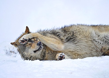 Mackenzie Valley Wolf, Canadian Timberwolf (Canis lupus occidentalis) in the snow, Bavarian Forest National Park, Germany, Europe