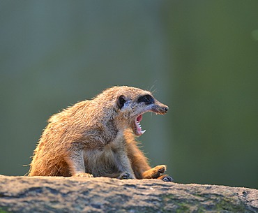 Meerkat or Surikate (Suricata suricatta), occurrence in Africa, captive, Baden-Wuerttemberg, Germany, Europe