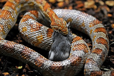 Corn Snake or Red Rat Snake (Pantherophis guttatus, Elaphe guttata guttata) eating a mouse