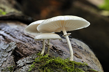 Porcelain Fungus (Oudemansiella mucida), growing from dead wood