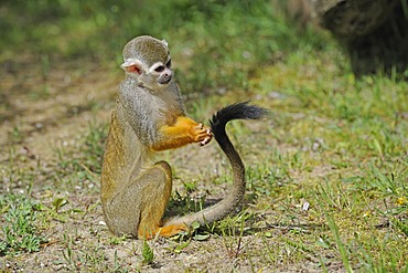 Common Squirrel Monkey (Saimiri sciureus), South America