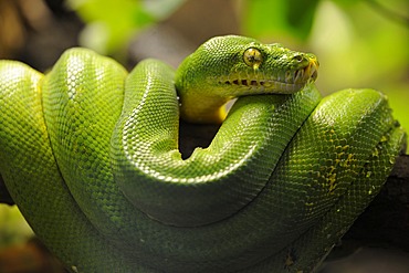 Green Tree Python (Chondropython viridis, Morelia viridis)