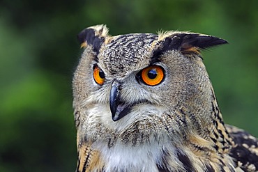 European Eagle Owl (Bubo bubo), portrait