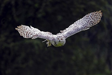 Snowy Owl (Bubo scandiacus, Nyctea scandiaca) in flight