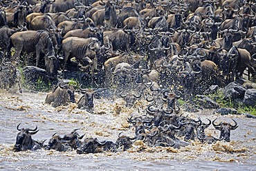 Great Migration, Blue Wildebeest (Connochaetes taurinus), gnus crossing the Mara River, Masai Mara, Kenya, Africa