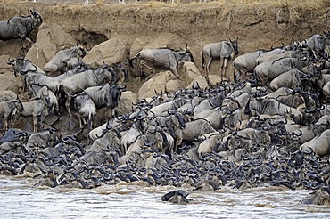 Wildebeest (Connochaetes taurinus), Gnu migration, jostling on the bank of the Mara River, Masai Mara, Kenya, East Africa, Africa