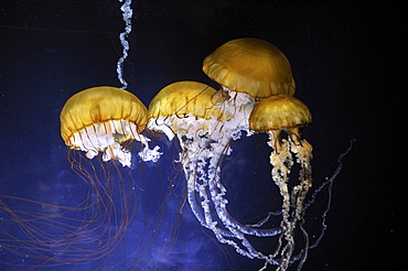 Pacific Sea Nettles (Chrysaora fuscescens), San Francisco, California, USA