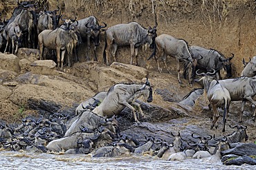 Blue or Common Wildebeest (Connochaetes taurinus), during migration, wildebeest jostling for positions ont he shore of the Mara River, Masai Mara, Kenya, East Africa, Africa