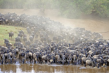 Migration of the Blue or Common Wildebeest (Connochaetes taurinus), wildebeest jostling for positions on the shore of the river Mara, Masai Mara, Kenya, East Africa, Africa