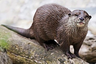 European Otter (Lutra lutra)