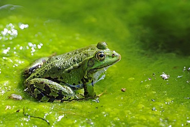 Edible Frog (Pelophylax esculentus, Rana esculenta), Brandenburg, Germany, Europe